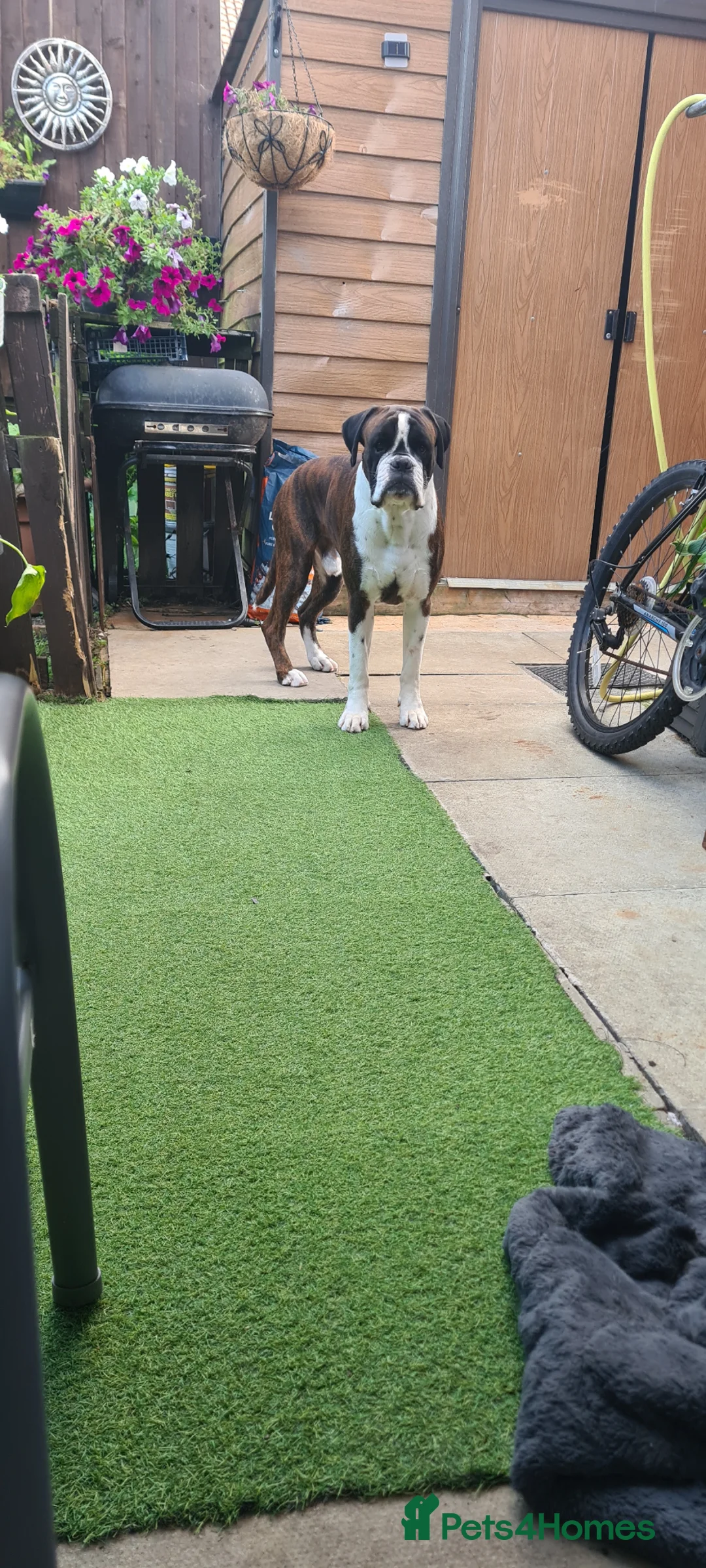 Boxer dogs for sale: Boxer Małe for Sale  - Advert 9