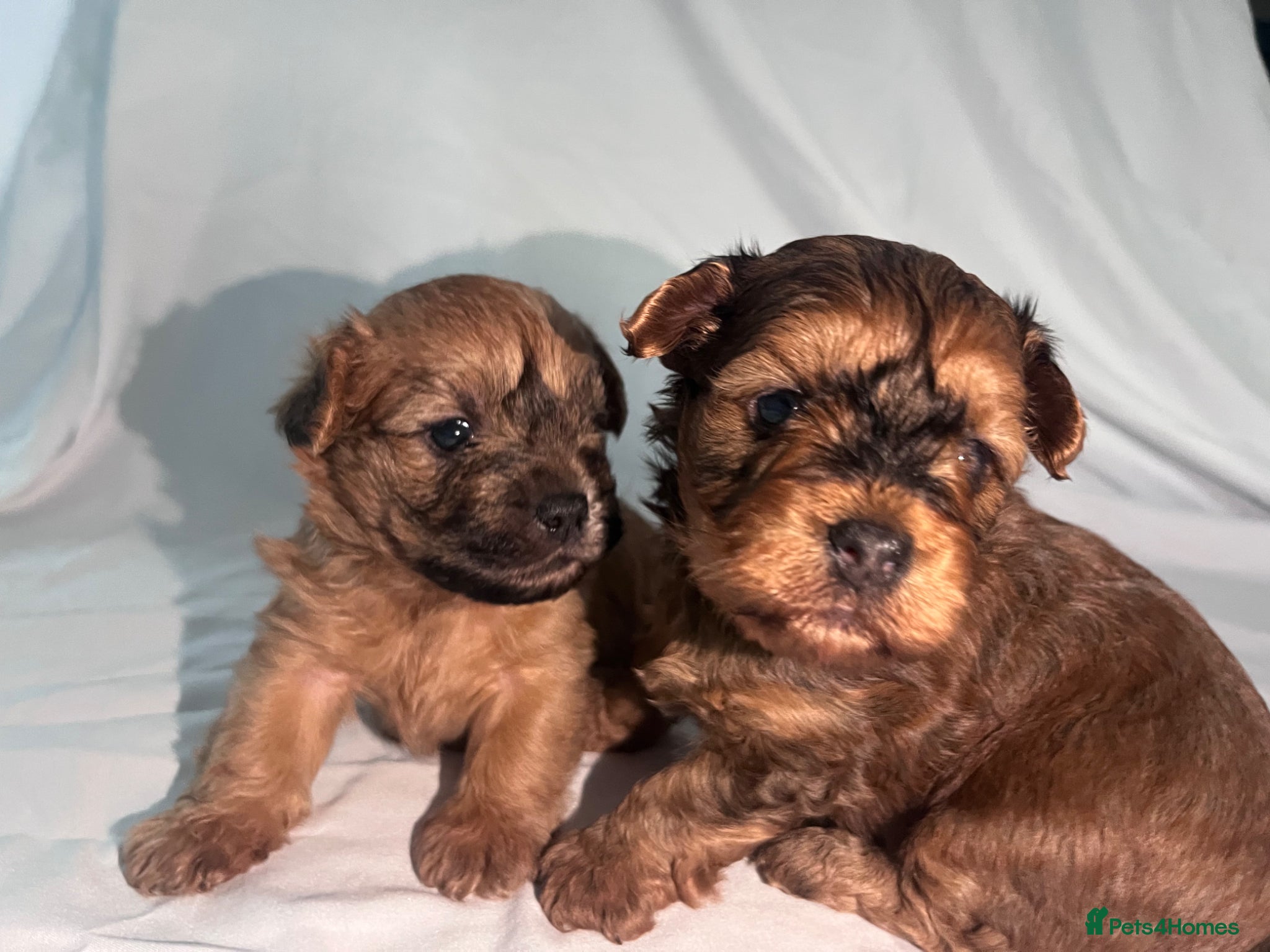 Yorkiepoo dogs Yorkiepoo Outstanding beautiful puppies - Advert 1