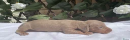 Miniature Dachshund dogs for sale: BEAUTIFUL TINY MINIATURE DASCHUNDS DAPPLE KC  - Advert 17