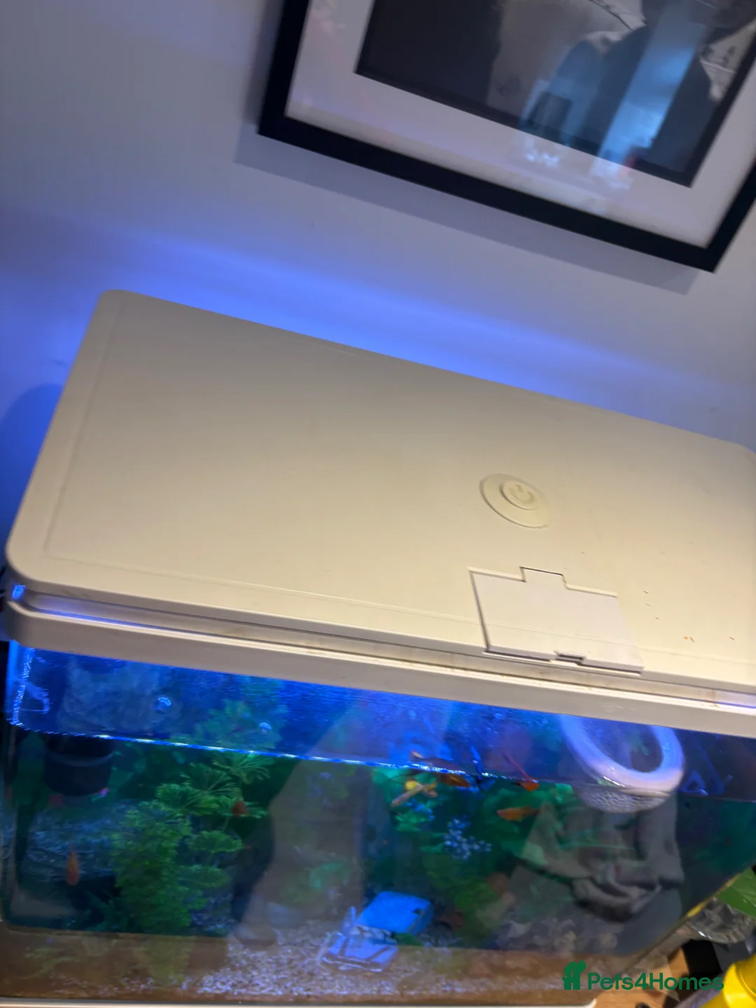 Other/Mixed Breed fish for sale: Fish and tank set up  - Advert 2