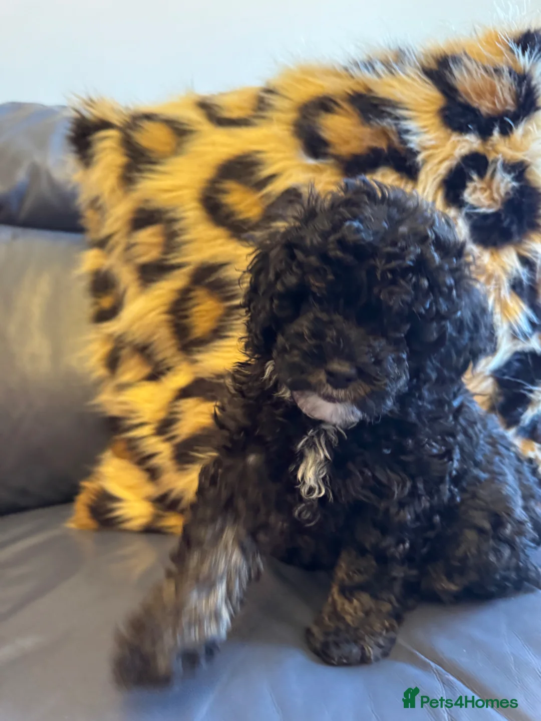 Toy Poodle dogs for sale: Beautiful Toy poodle KC Reg phantom Boy puppy  in Liversedge - Advert 7
