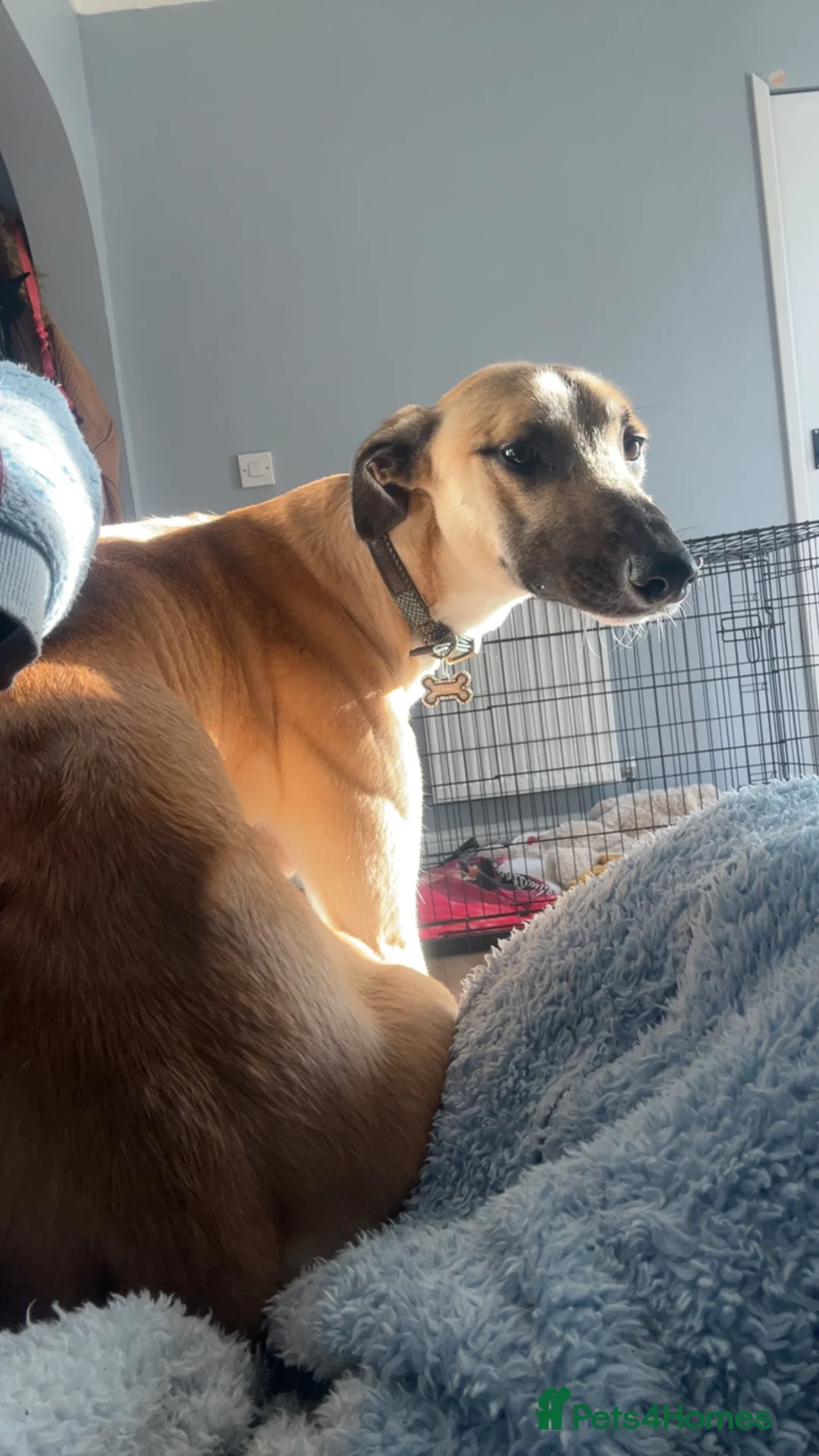 Greyhound dogs for sale: One Year Old Greyhound - Advert 11