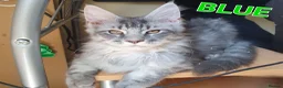 Maine Coon cats for sale: 🐾Beautiful TICA Registered Kittens🐾 - Advert 4