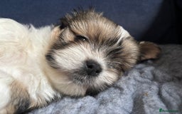 Lhasa Apso dogs for sale: Lhasa Apso Puppies – Tiny Tails, Big Hearts! - Image 28