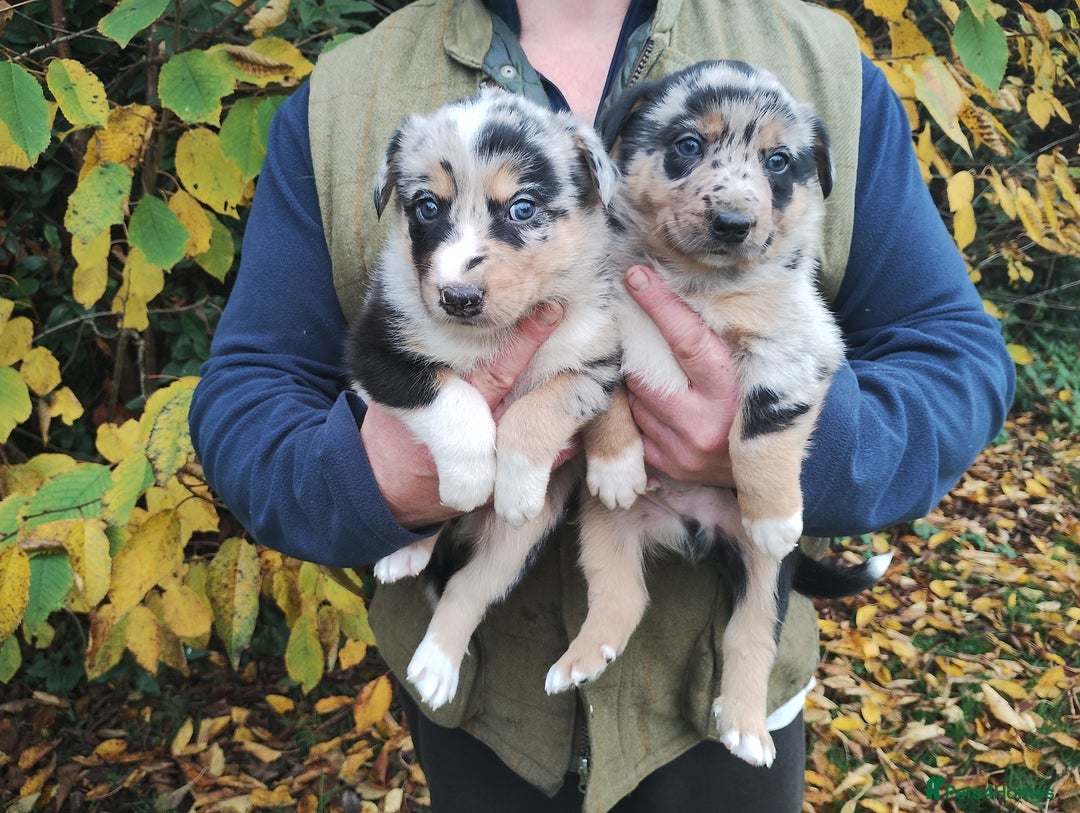 Border Collie dogs for sale: Border Collie Puppies Top Quality! - Image 5