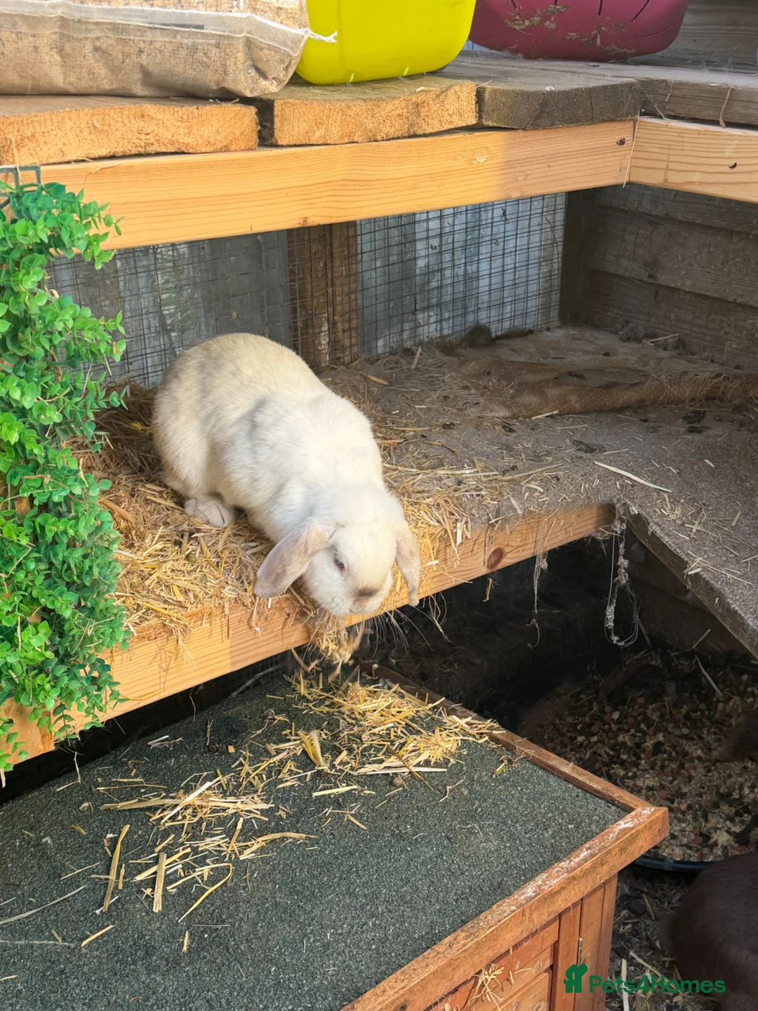 Mini Lop rabbits for sale: Female mini lop - Advert 2