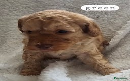 Toy Poodle dogs for sale: BEAUTIFUL TOY POODLES - Image 5