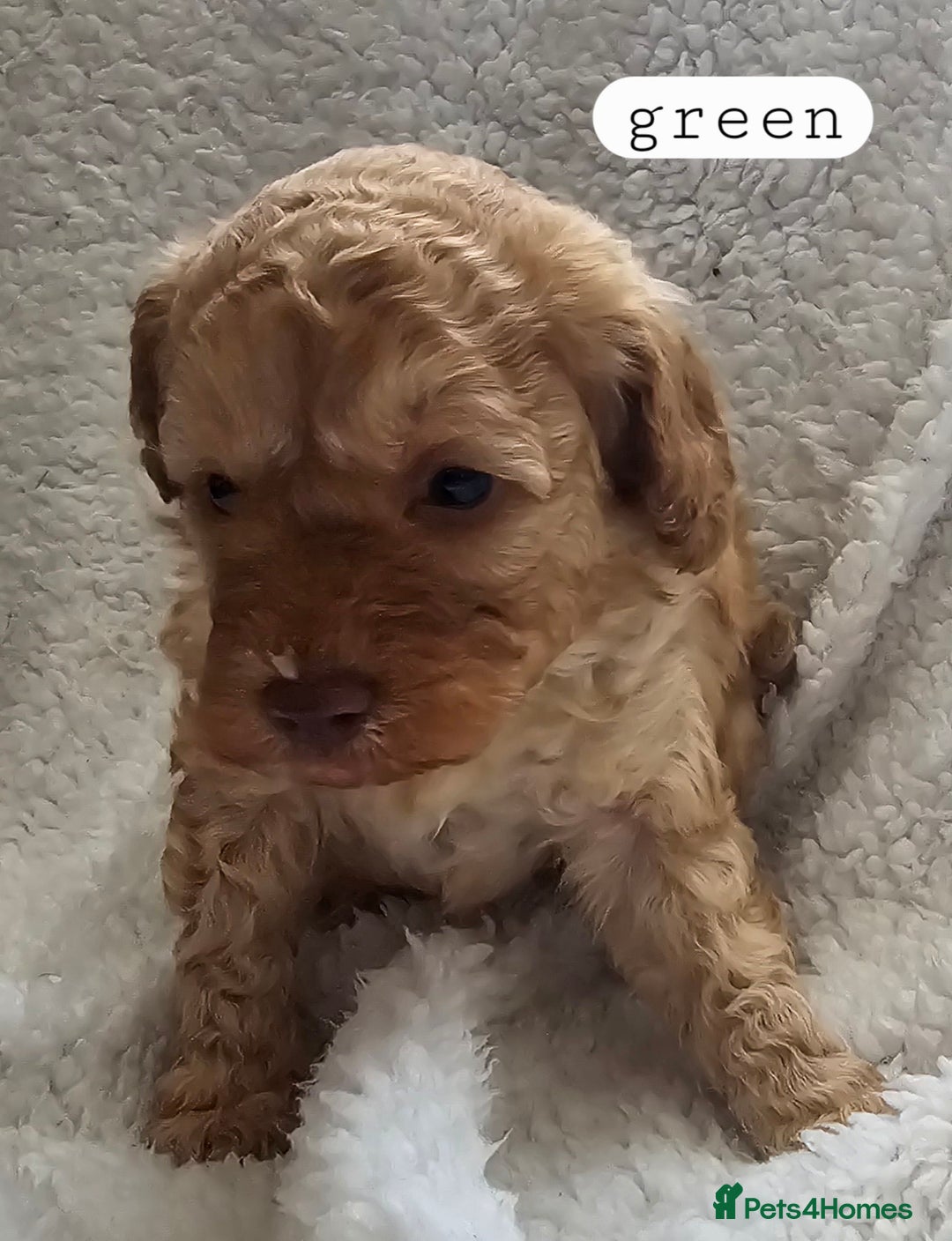 Toy Poodle dogs for sale: BEAUTIFUL TOY POODLES - Image 5