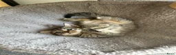 Mixed Breed cats for sale: 4 Gorgeous tabby kittens, 2 with white features - Advert 5