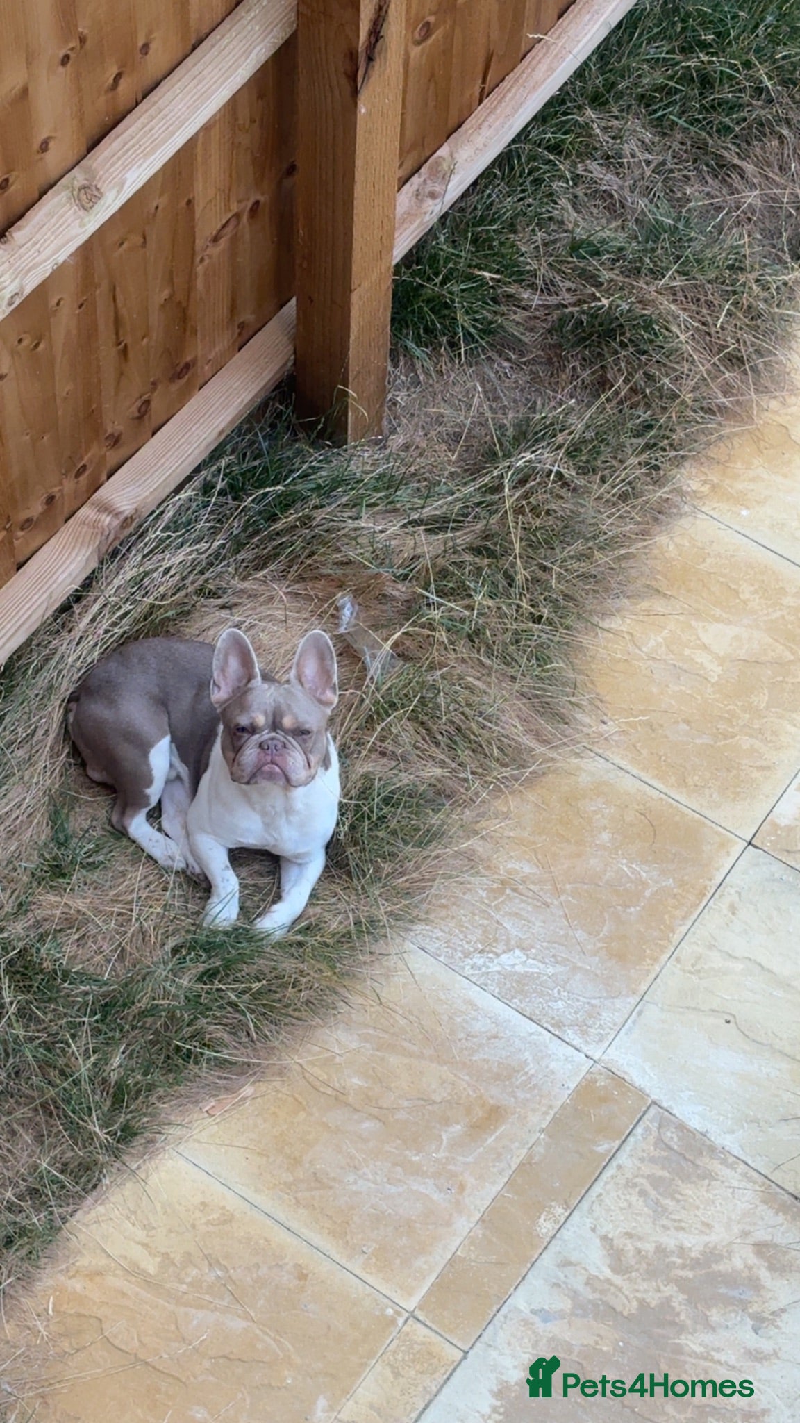 French Bulldog dogs French bulldog  - Advert 7