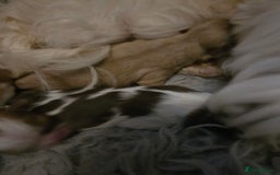 Shih Tzu dogs for sale: Stunning  shihtzus  puppies  4 girls 1 boy - Advert 6