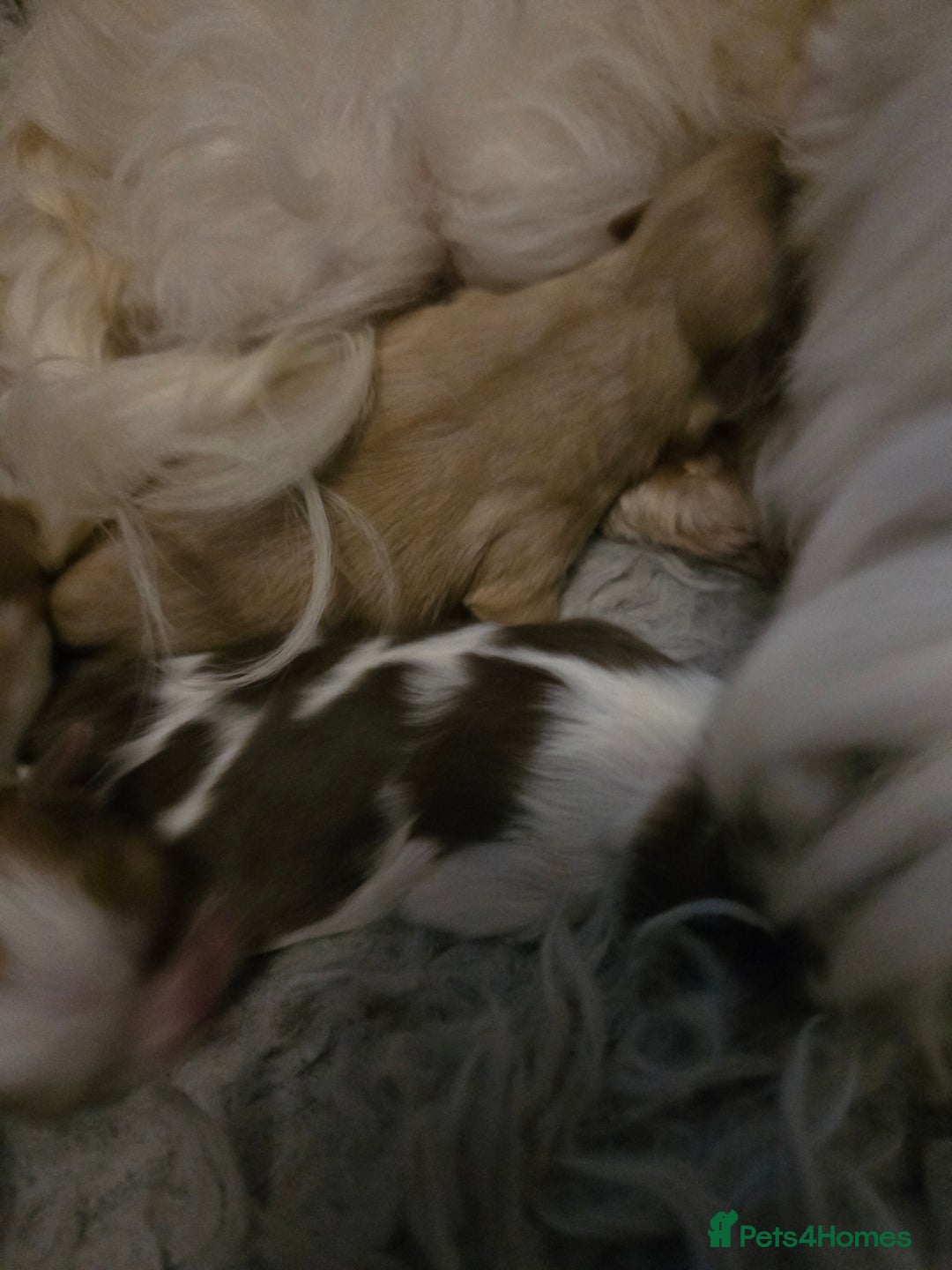 Shih Tzu dogs for sale: Stunning  shihtzus  puppies  4 girls 1 boy - Advert 6