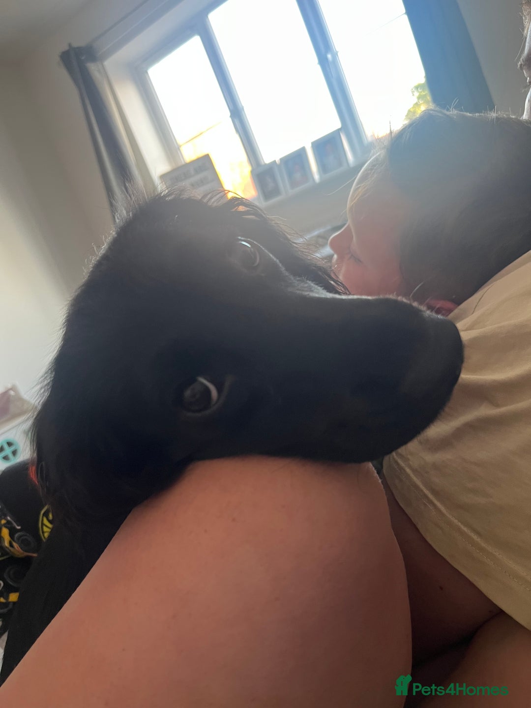 Cocker Spaniel dogs for sale: Rosie - One Year Old - Advert 7