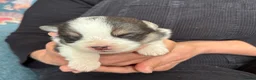 Welsh Corgi Pembroke dogs for sale: Fluffy puppies! - Advert 24