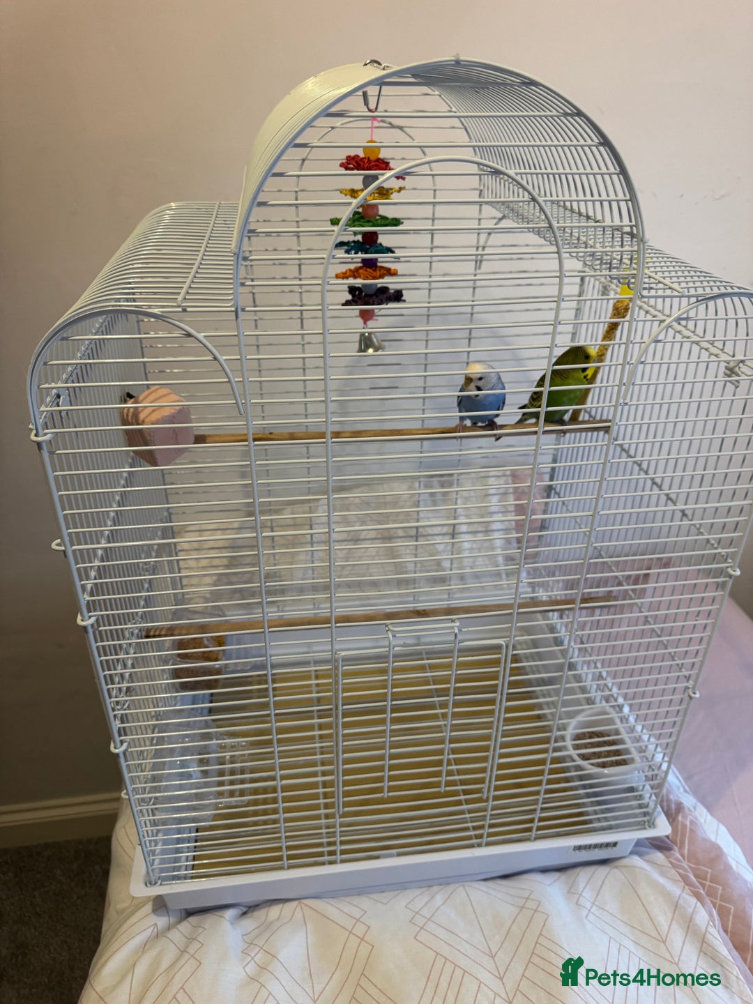 Budgerigars birds for sale: Budgies  - Advert 2