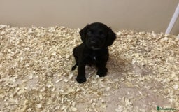 Cocker Spaniel dogs for sale: Cocker Spaniels, KC reg, Health Tested parents  - Image 3