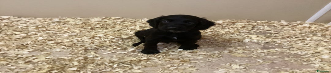 Cocker Spaniel Puppy 1