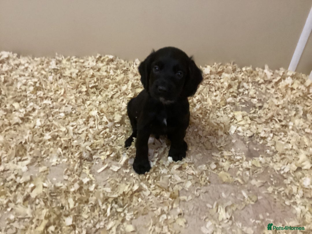Cocker Spaniel dogs for sale: Cocker Spaniels, KC reg, Health Tested parents  - Image 3