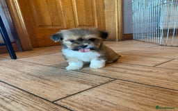 Lhasa Apso dogs for sale: Pure bred Lhasa apso pups  - Image 3