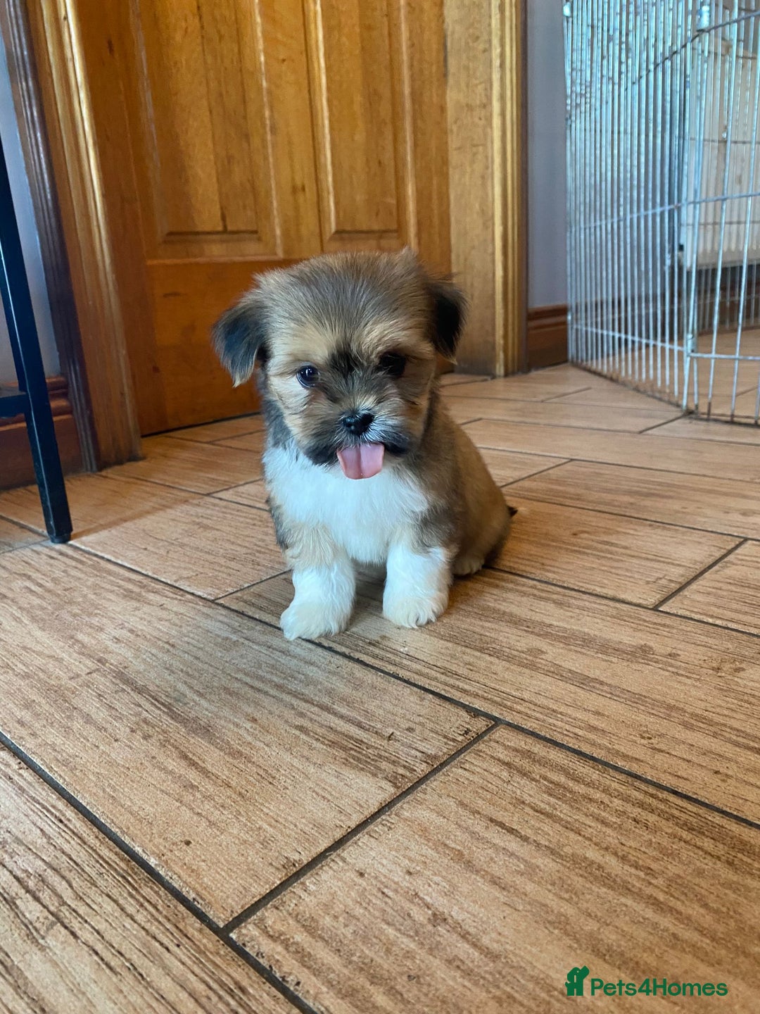 Lhasa Apso dogs for sale: Pure bred Lhasa apso pups  - Image 3