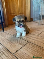 Lhasa Apso dogs - Advert 4