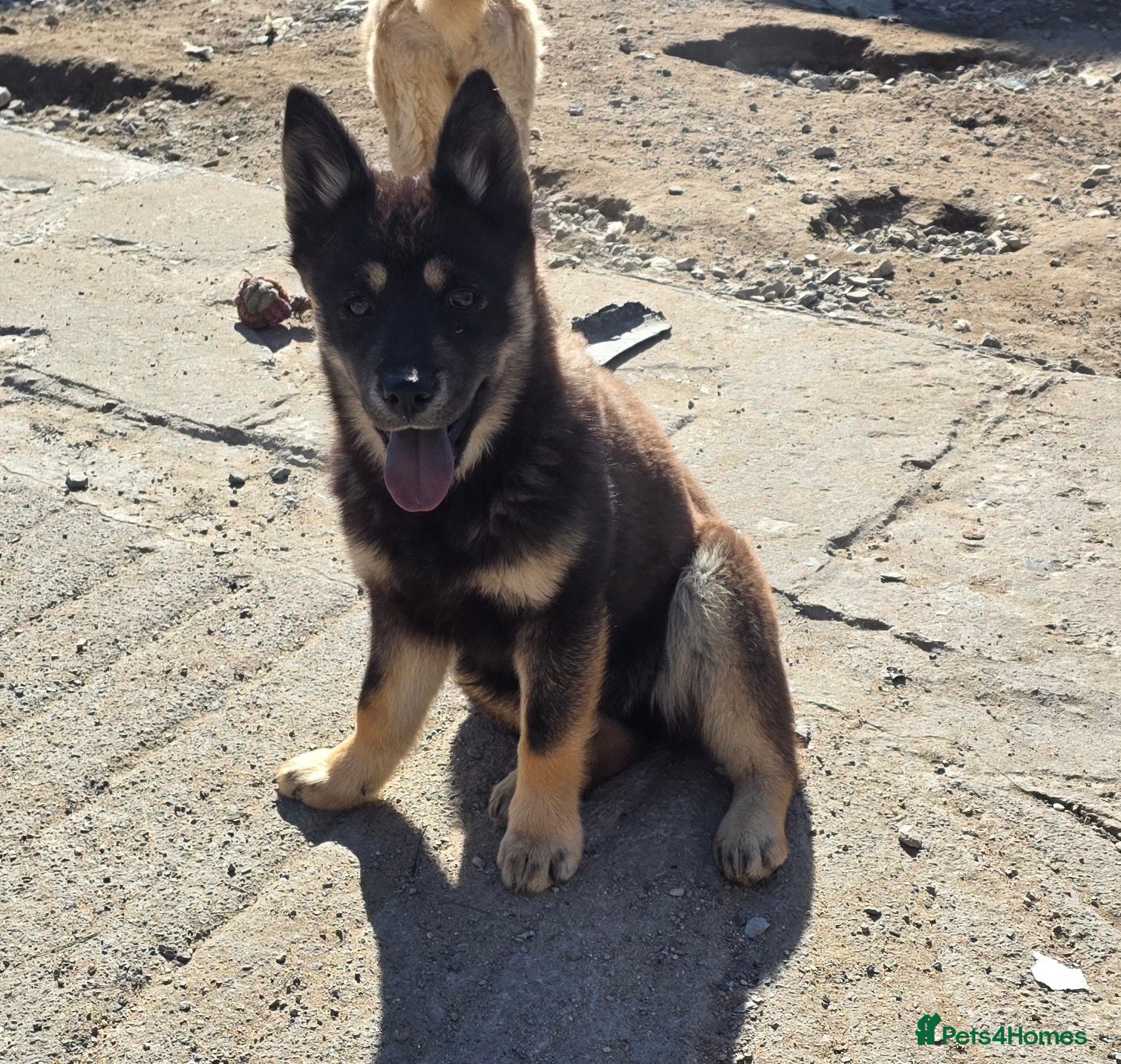 Mixed Breed dogs Adorable Merle Chowski's for sale  - Advert 8