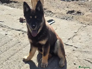 Mixed Breed dogs Adorable Merle Chowski's for sale - Advert 8