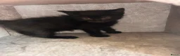 Mixed Breed cats for sale: Ready to leave Siamese x mainecoon x - Advert 8