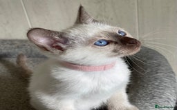 Siamese cats for sale: Stunning GCCF Registered Traditional Siamese.  - Image 7