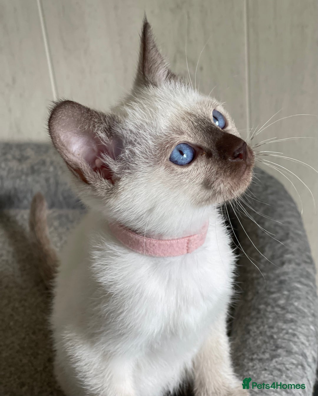 Siamese cats for sale: Stunning GCCF Registered Traditional Siamese.  - Image 7