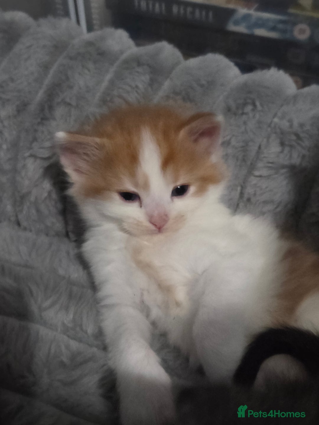 Mixed Breed cats for sale: 3 Gorgeous Male Kittens Looking for Forever Homes - Advert 8