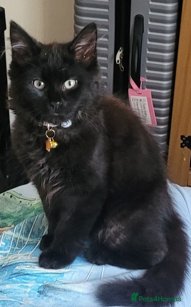 Mixed Breed cats 2 Fluffy Black kittens-FOR FREE - Advert 1