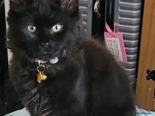 Mixed Breed cats 2 Fluffy Black kittens-FOR FREE - Advert 1