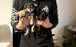 Chihuahua dogs for stud: Pedigree Chihuahua for stud - Image 7