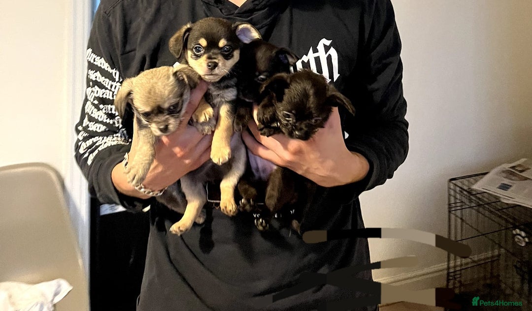 Chihuahua dogs for stud: Pedigree Chihuahua for stud - Image 7