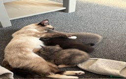Mixed Breed cats for sale: Kittens for sale - Image 1
