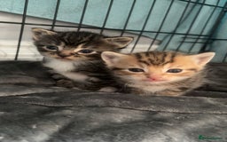 Mixed Breed cats for sale: bengal x - Image 6