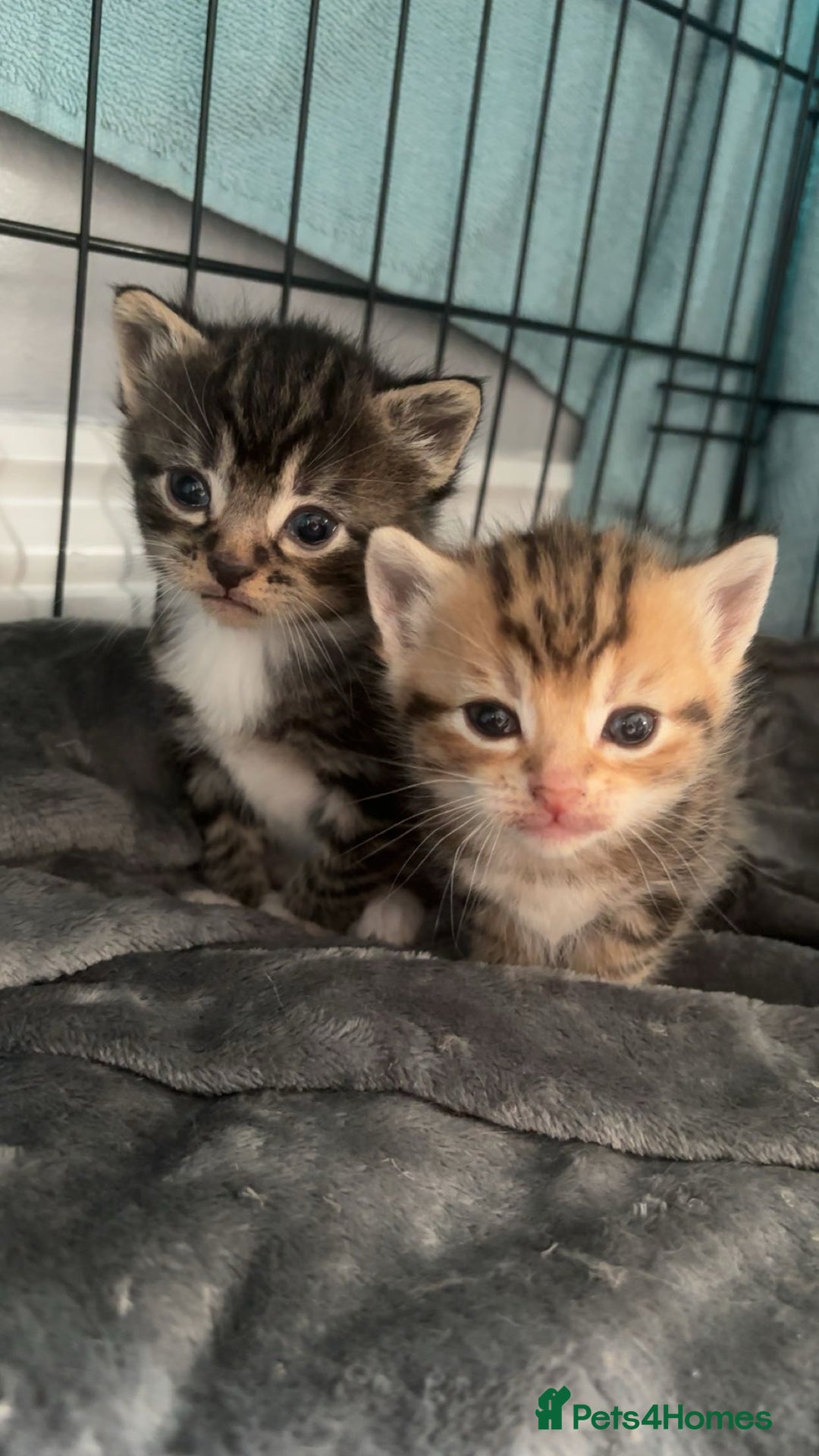 Mixed Breed cats for sale: bengal x - Image 6