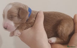 Mixed Breed dogs for sale: Australian doubledoodle puppies - Image 16