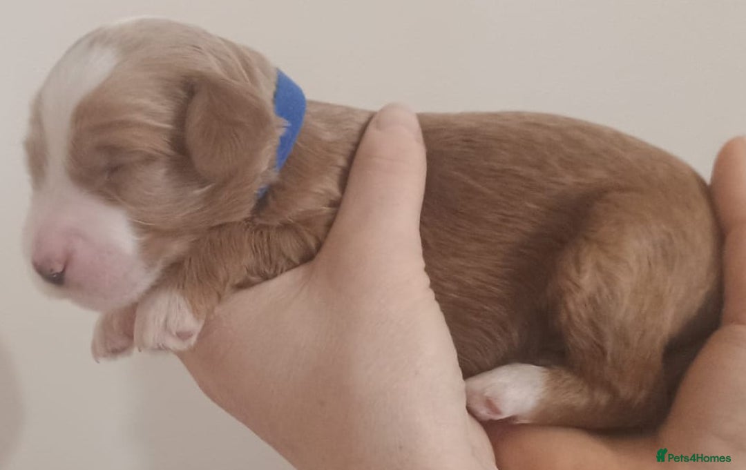 Mixed Breed dogs for sale: Australian doubledoodle puppies - Image 16