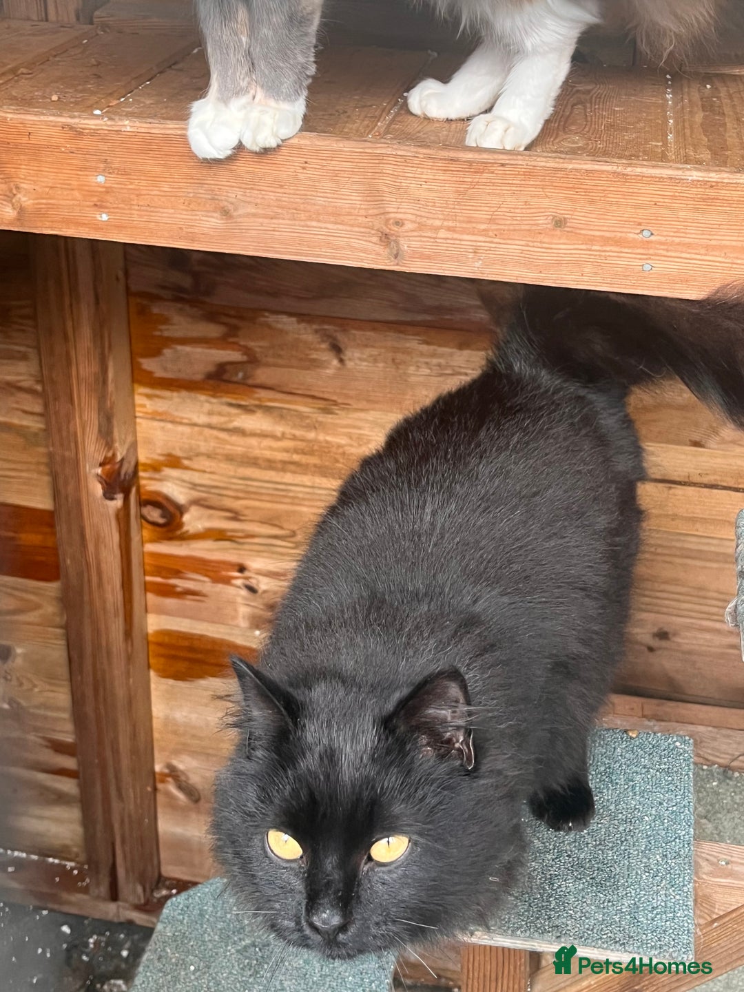 British Longhair cats for sale: Beautiful kitties - Advert 2