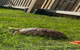 Tortoise reptiles for sale: 2 x Sulcata Tortoise - Image 12