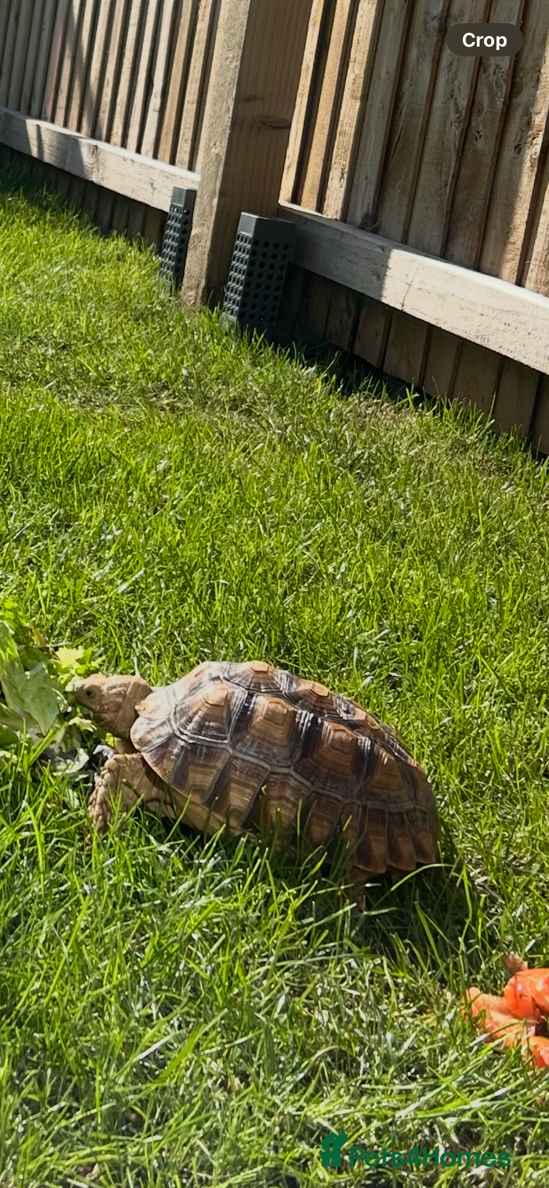 Tortoise reptiles for sale: 2 x Sulcata Tortoise - Image 12