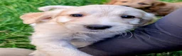 Cockapoo dogs for sale: Licensed breeder, health tested F1 cockapoos - Advert 8