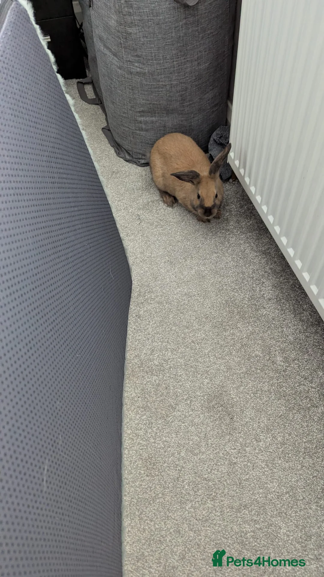Mixed Breed rabbits for sale: 7 month bun for loving home  - Advert 6