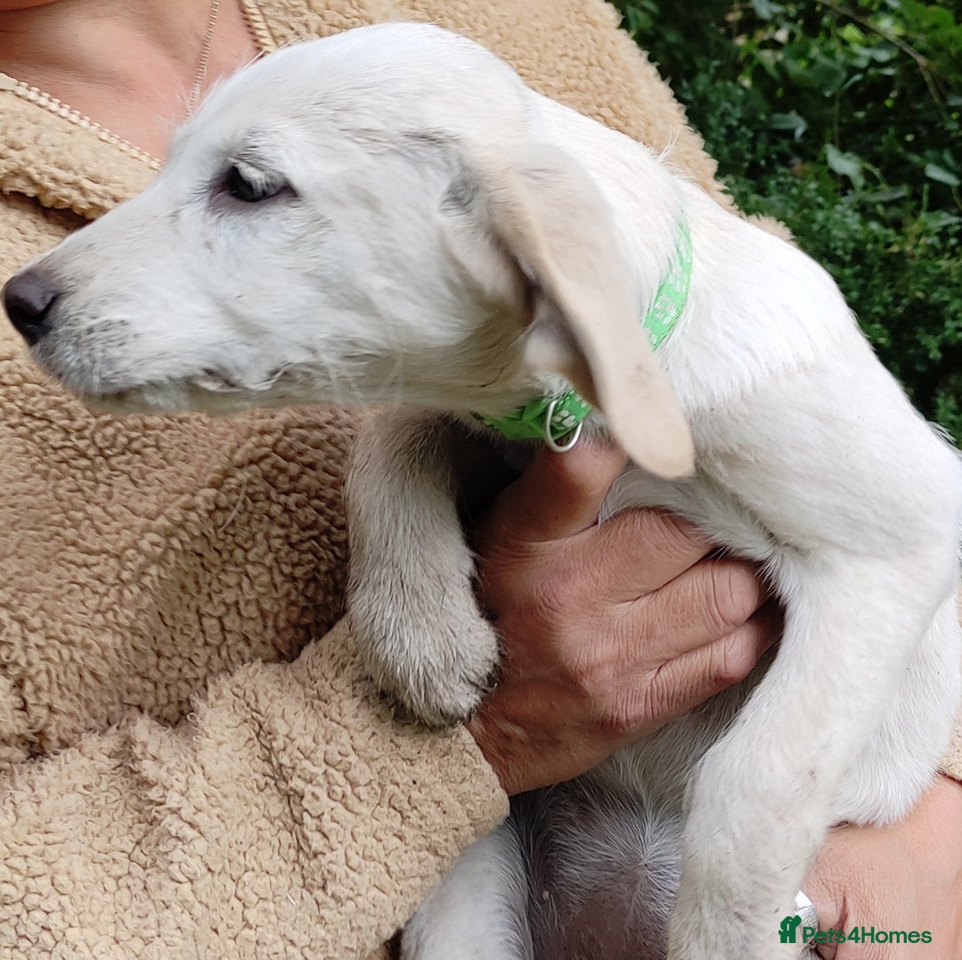 Labradoodle dogs for sale: Labradoodle / Fox Red Labrador X Puppies - Image 28