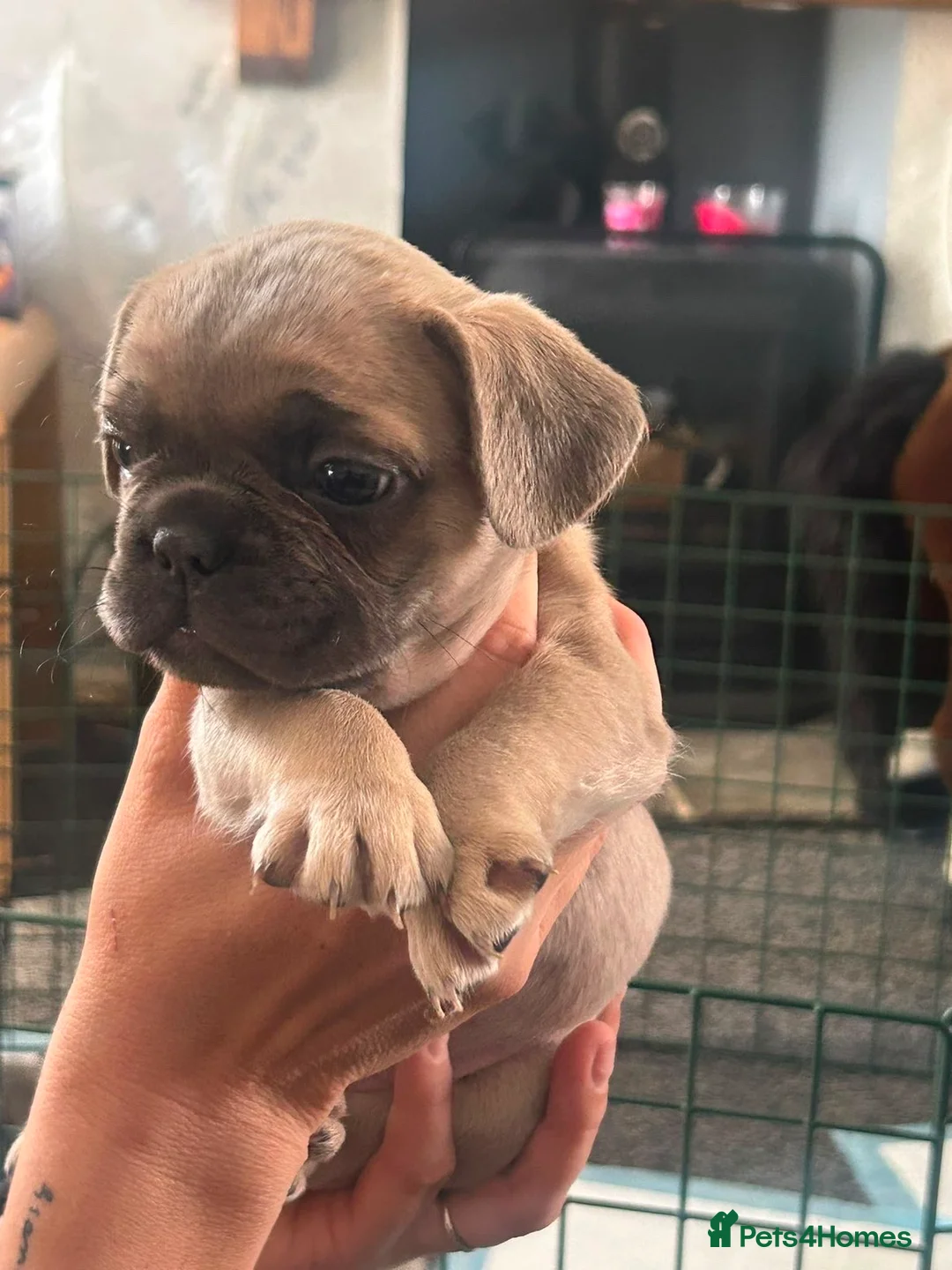 French Bulldog dogs for sale: French bull dog puppies in Houghton le Spring - Advert 2