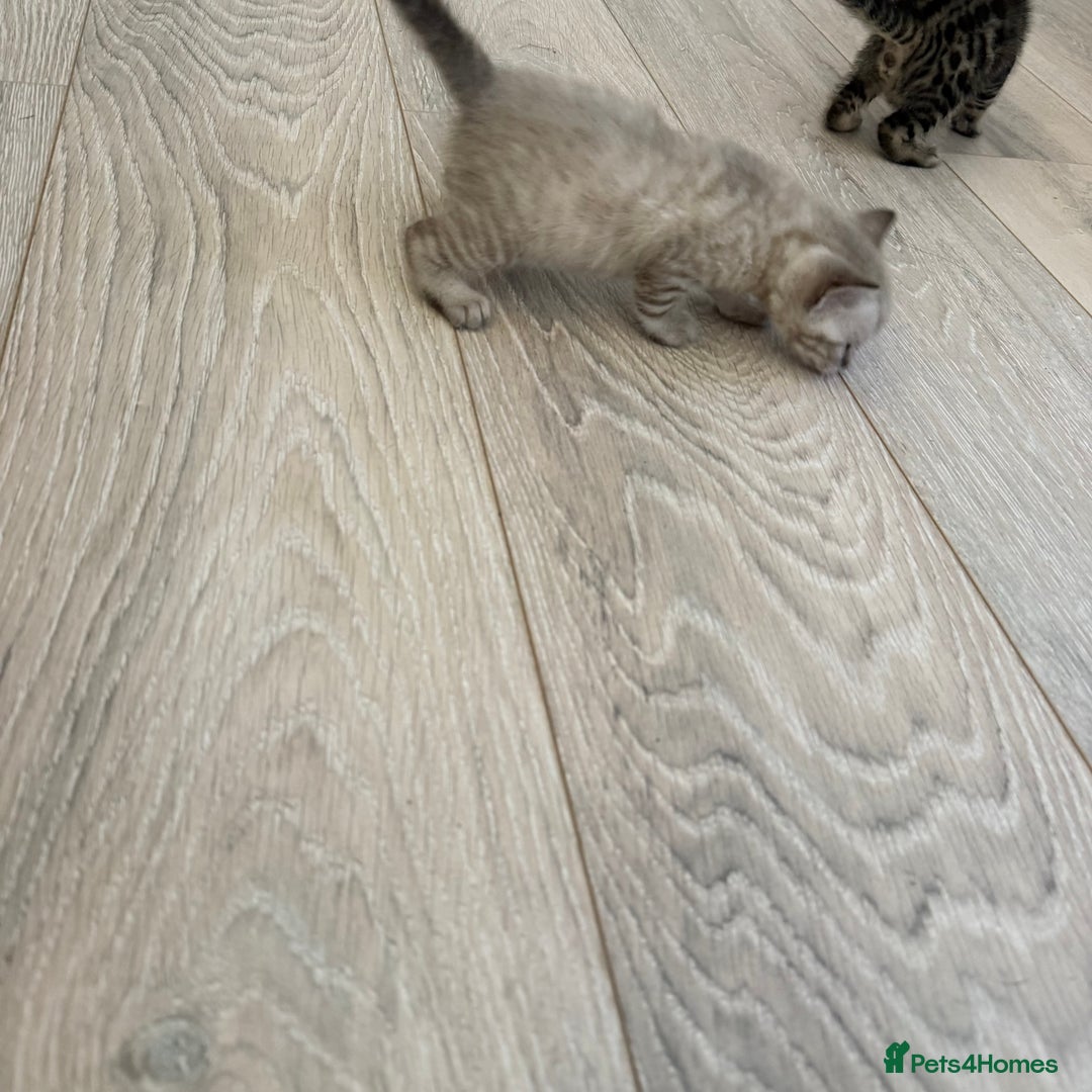 Bengal cats for sale: 3 beautiful bengal kittens - Image 10