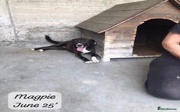 Mixed Breed dogs for adoption: Magpie- beautiful 1 year old- Reserved stc. in Brixham - Image 23