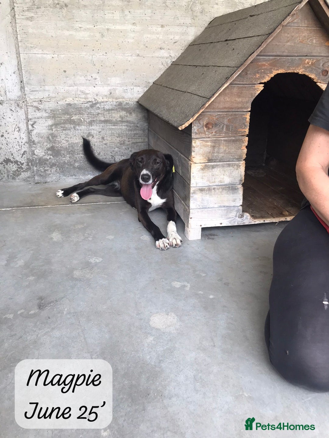 Mixed Breed dogs for adoption: Magpie- beautiful 1 year old- Reserved stc. in Brixham - Image 23
